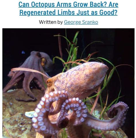 Why do Octopuses have 9 Brains, 3 Hearts, and Blue Blood? Surprising Facts About Smart Suckers ...