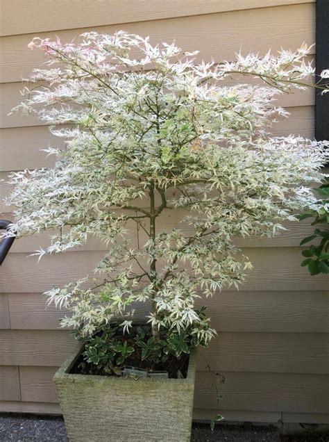 15 Ukigumo Japanese Maple Tree SEEDS Variegated Japanese Maple Acer Palmatum Bonsai Tree ...