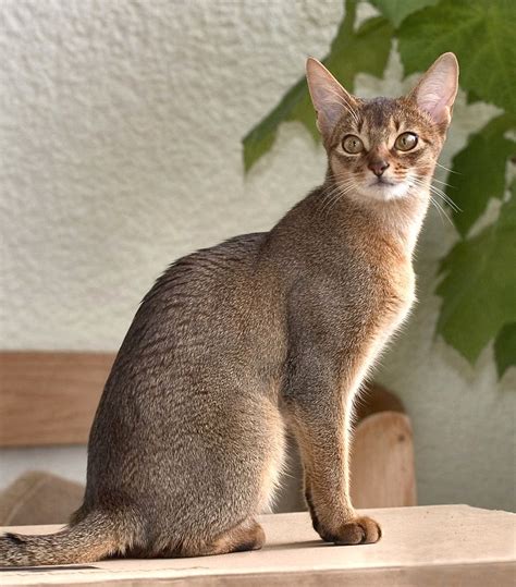 Encyclopedia of Cats Breed: Black Abyssinian Cat