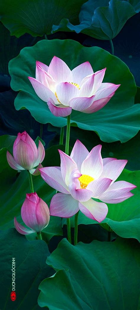 40 Peaceful Lotus Flower Painting Ideas - Bored Art