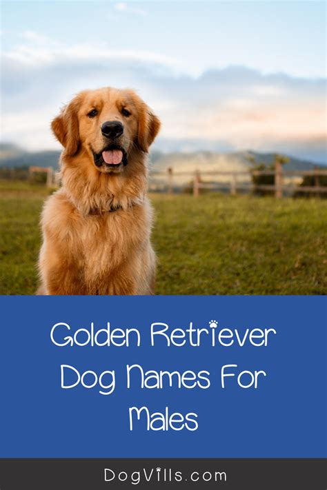 100 amazing golden retriever dog names – Artofit