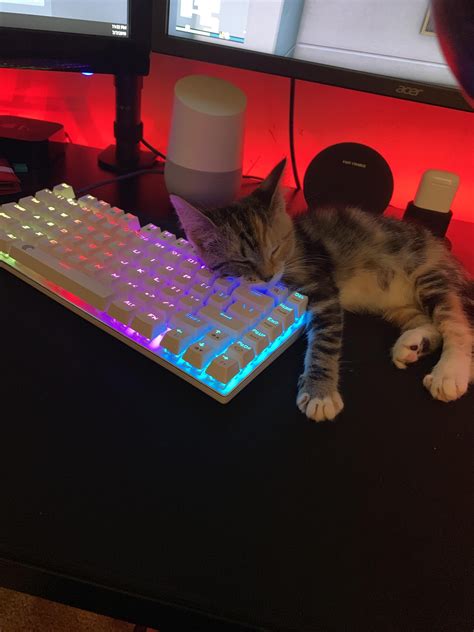 She loves to sleep on my keyboard... https://ift.tt/2N5Dx5H #cat #cats #cute #kittens #feline # ...