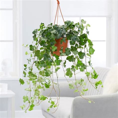 23 Best Indoor Plants for All Rooms in Your Home