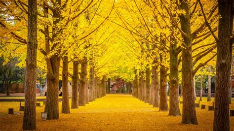 Discover Nami Island – Korea Trip Guide