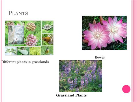 PPT - Grassland Biome PowerPoint Presentation, free download - ID:1866156