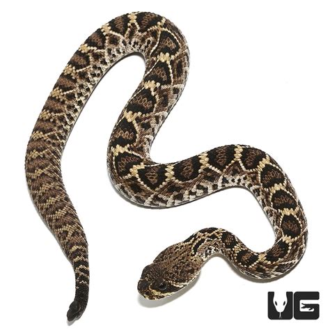 Baby Western Diamondback Rattlesnake for sale - Underground Reptiles