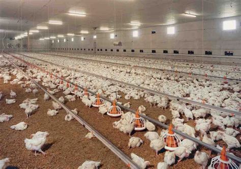 Chicken House Farm Equipment Automatic Broiler Feeder Line Poultry Chicken For Sale - Buy ...