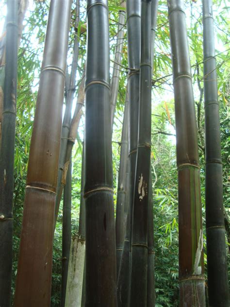 Bambú, plantaciones y especies - Las Cañadas - Bosque de Niebla