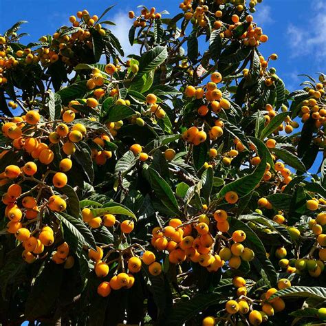 Loquat Trees for Sale | BrighterBlooms.com