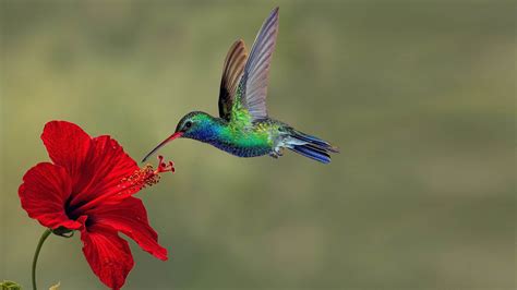 Hummingbird On Reds Exotic Flower HD Birds Wallpapers | HD Wallpapers ...