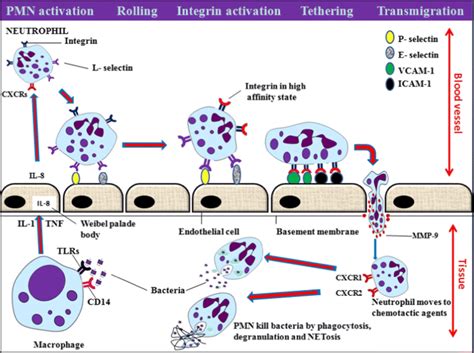 Phagocyte Diagram