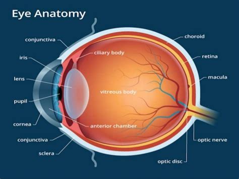 Sclera Anatomy