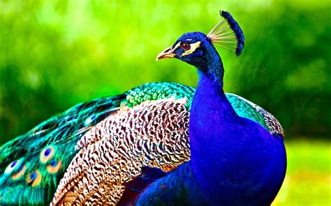 Free photo: Beautiful Peacock - Animal, Bird, Color - Free Download ...