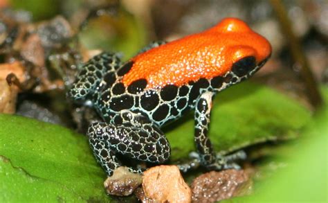 Amazing Poison dart frog - Poison frog Facts, Photos, Information, Habitats, News | Most ...