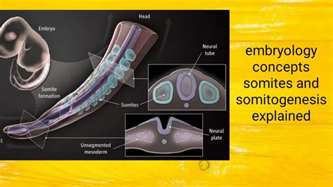 somite and somitogenesis (embryology series - YouTube