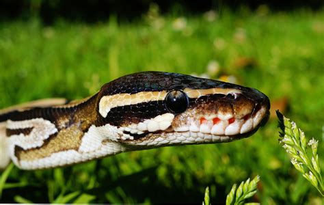 The Six Best Snake Breeds For First Time Owners