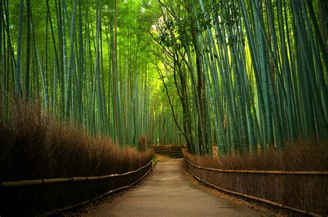 🔥 [50+] Bamboo Forest Wallpapers | WallpaperSafari