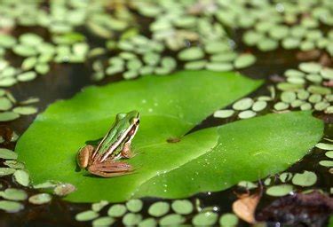 Frog Habitat & Adaptations | Cuteness