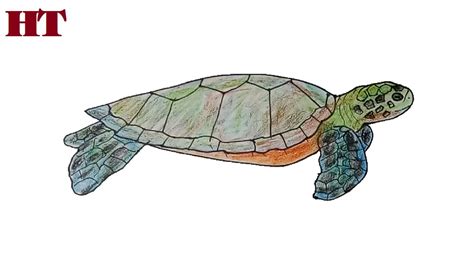 Drawing Green Sea Turtle