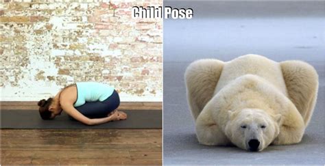 18 Cute Animals Showing You Some Yoga Poses | Bored Panda