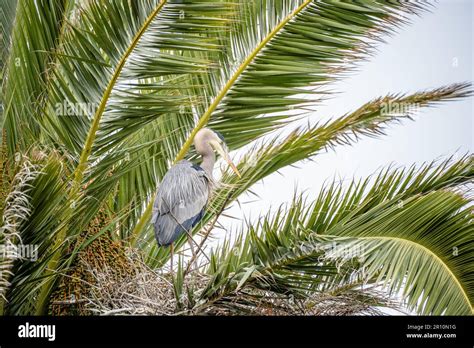 Great blue heron nesting in palm tree Stock Photo - Alamy