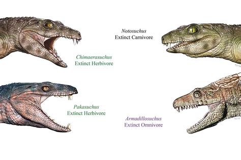 Ancient crocodile cousins evolved vegetarianism at least three times - dailyOnews