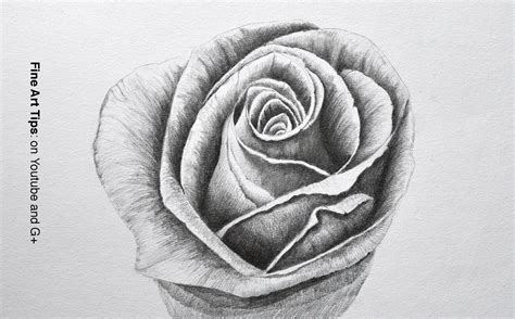 How to Draw a Rose With Pencil - Flowers - Costin Craioveanu