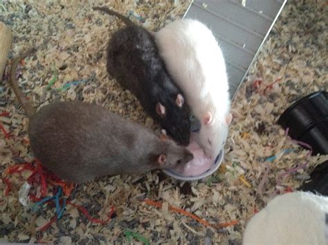 What Are The Best Rat Treats? – Rodent Zone