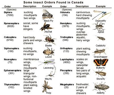 Insect Classification - The Canadian Encyclopedia | Insect classification, Classification ...