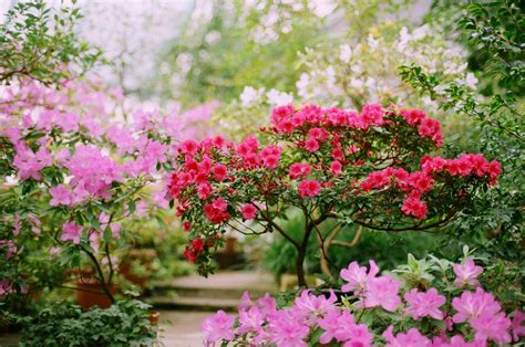 How to Force Spring Flowering of Trees and Shrubs