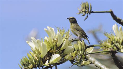 The Disappearing Songs of Hawaii’s Endangered Native Birds – Mother Jones