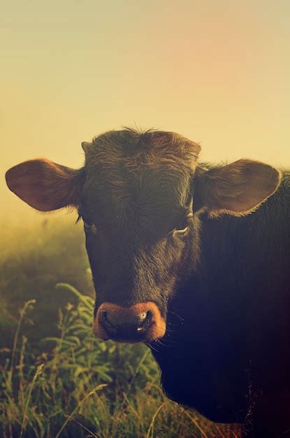 Premium Photo | Cow portrait