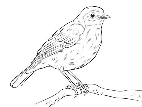 Fun Robin Drawing To Color - Coloring Page