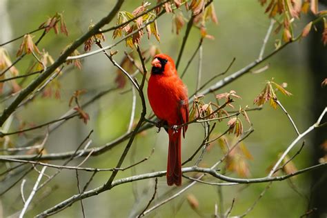 Cardinalidae Photos, Download The BEST Free Cardinalidae Stock Photos ...