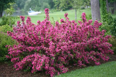 25 Best Flowering Shrubs for Full Sun | HGTV