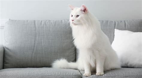 White Maine Coon Cat Breed Profile: Care, Traits & More