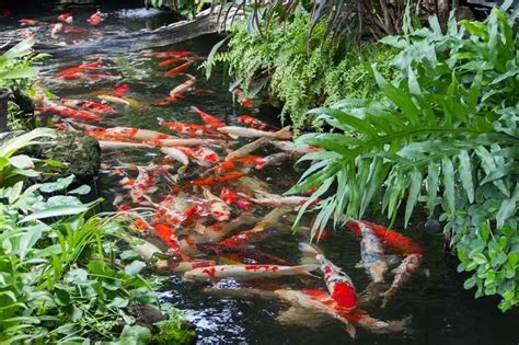 What Is A Koi Pond And How To Build Your Own (Best Setup Ideas ...