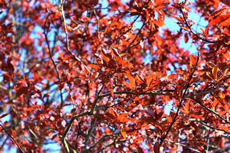 Beautiful cherry and plum trees in blossom during springtime with colorful flowers 11373733 ...