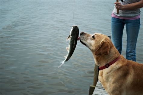 Should Dogs Eat Raw Fish?