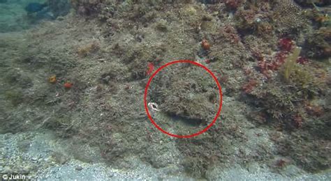 Moment octopus camouflages itself against Caribbean reef is captured on video | Daily Mail Online