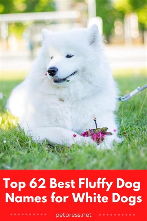 Top 62 Best Fluffy Dog Names for White Dogs