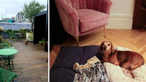 5 pawfect pet friendly hotels Sydney | Vacations & Travel