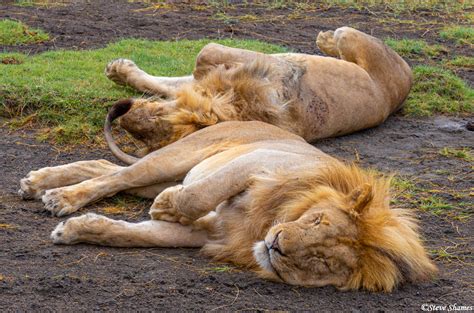 Two Sleeping Lions | Serengeti National Park, Tanzania 2019 | Steve ...