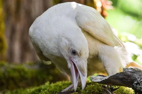 The leucistic raven aka the white raven that can only be found in and ...