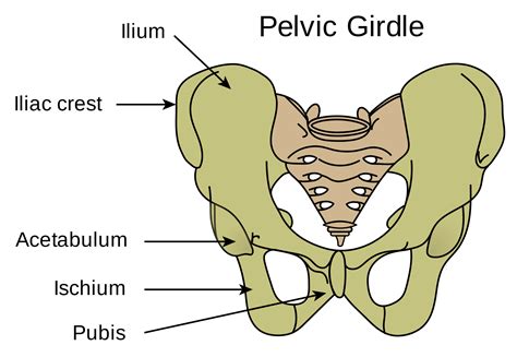 Diagram Pelvic Girdle