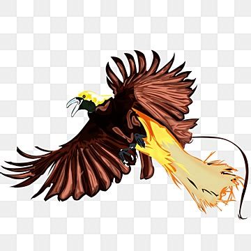 Burung Cendrawasih Papua PNG Transparent Images Free Download | Vector Files | Pngtree