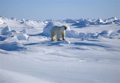 Arctic Polar Bear Habitat