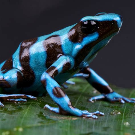 Blue Poison Dart Frog