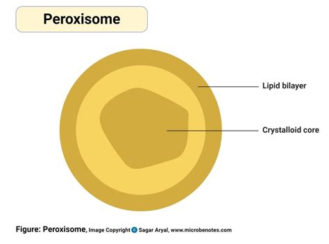 Peroxisome Cell Structure