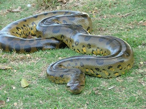 Green Anaconda Facts, Size, Weight, Habitat, Diet, Pictures